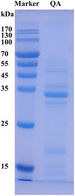 Heat treatment of quinoa (Chenopodium quinoa Willd.) albumin: Effect on structural, functional, and in vitro digestion properties